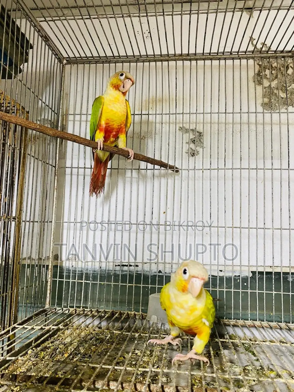 Pine Apple Conure(red Factor)