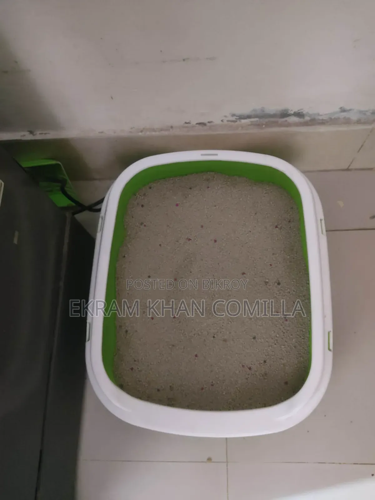 ৬-১২ মাস বয়সী পুরুষ পিওরব্রেড পার্সিয়ান