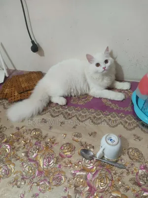 ৬-১২ মাস বয়সী পুরুষ পিওরব্রেড পার্সিয়ান