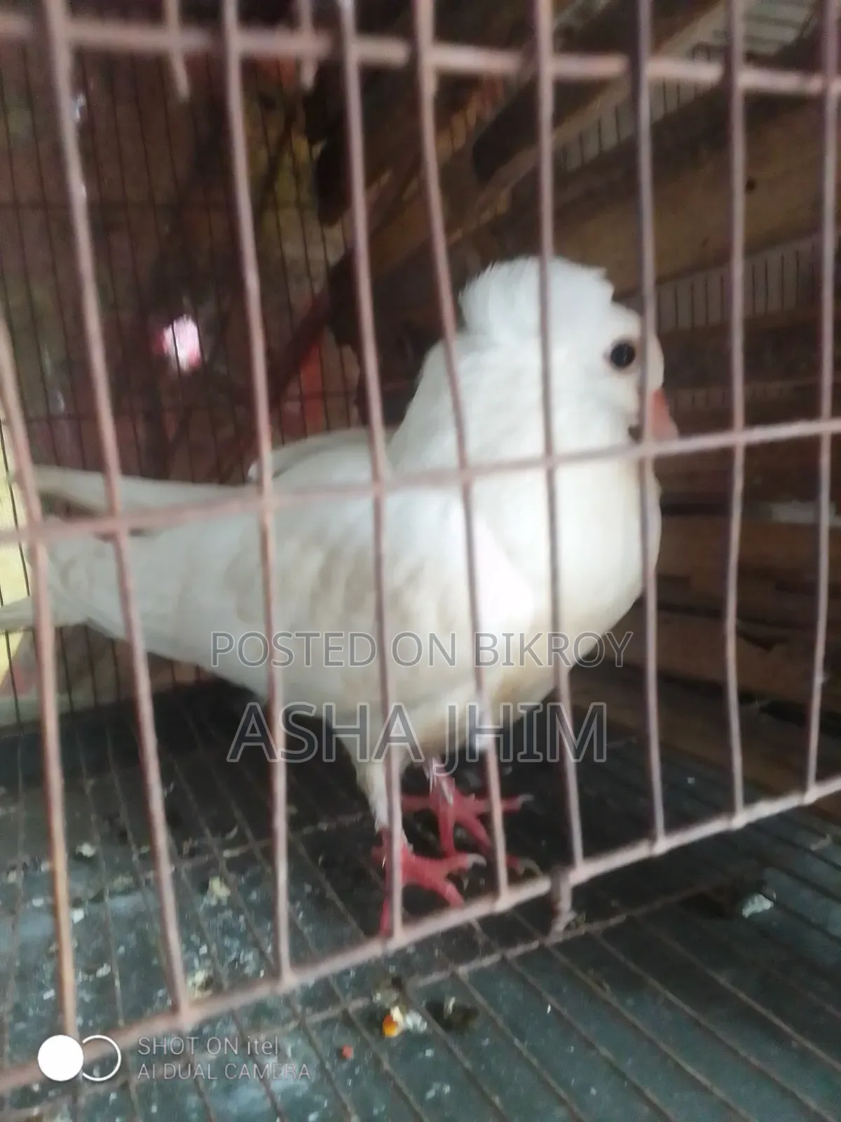 দেশি মুরগি