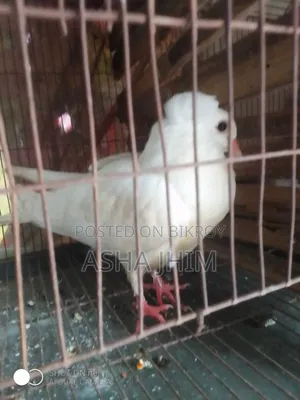 দেশি মুরগি