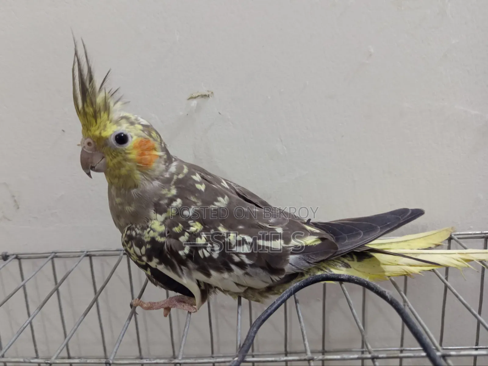 Healthy Active Cockatiel
