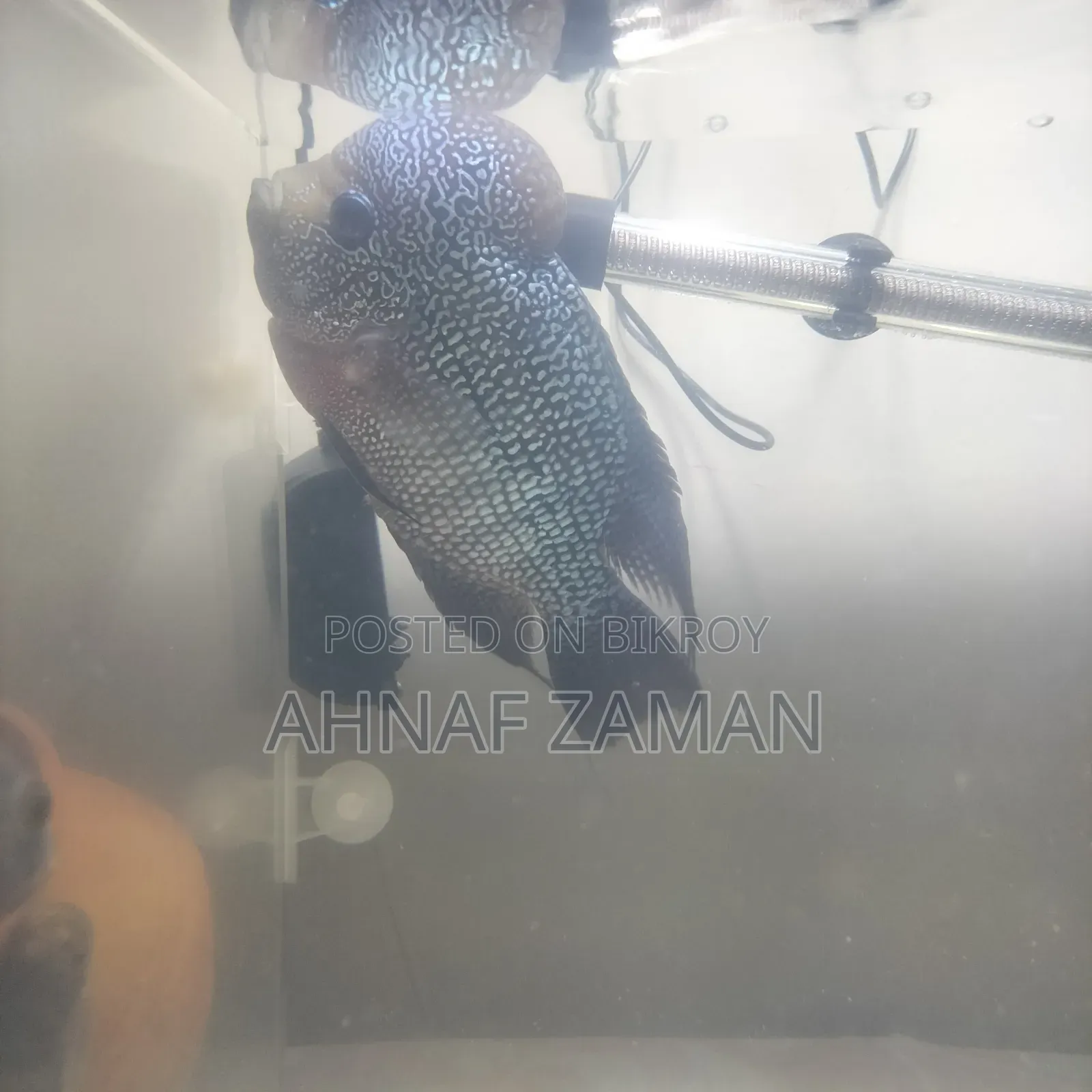 Flowerhorn Fish
