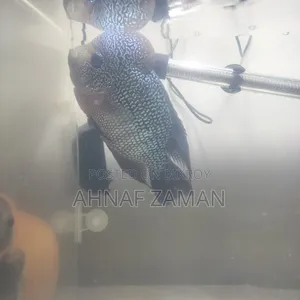 Flowerhorn Fish