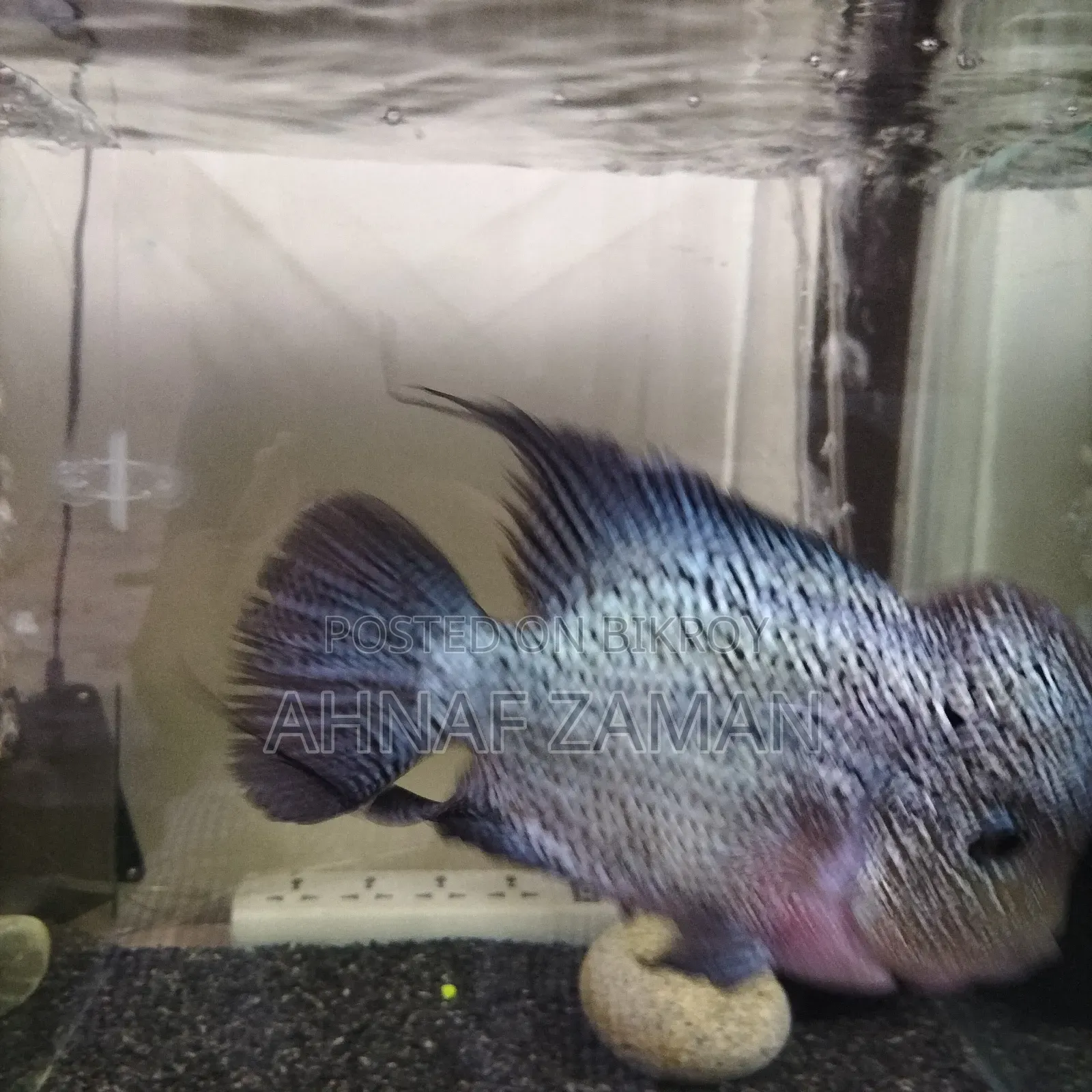 Flowerhorn Fish
