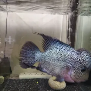 Flowerhorn Fish