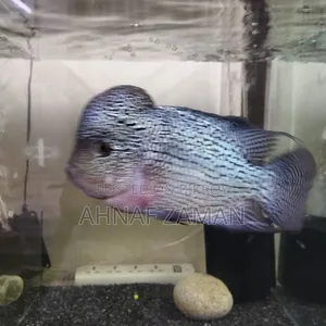 Flowerhorn Fish