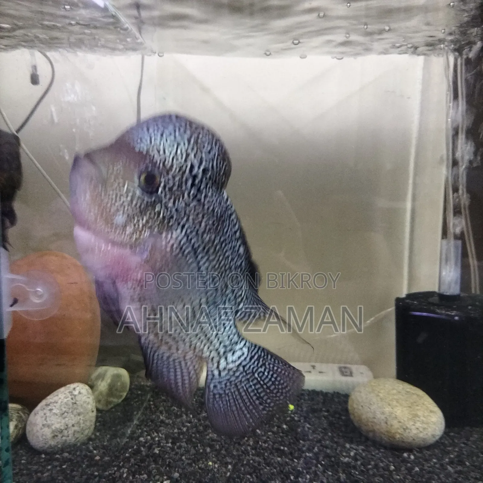 Flowerhorn Fish