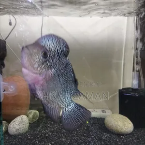 Flowerhorn Fish