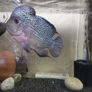 Flowerhorn Fish