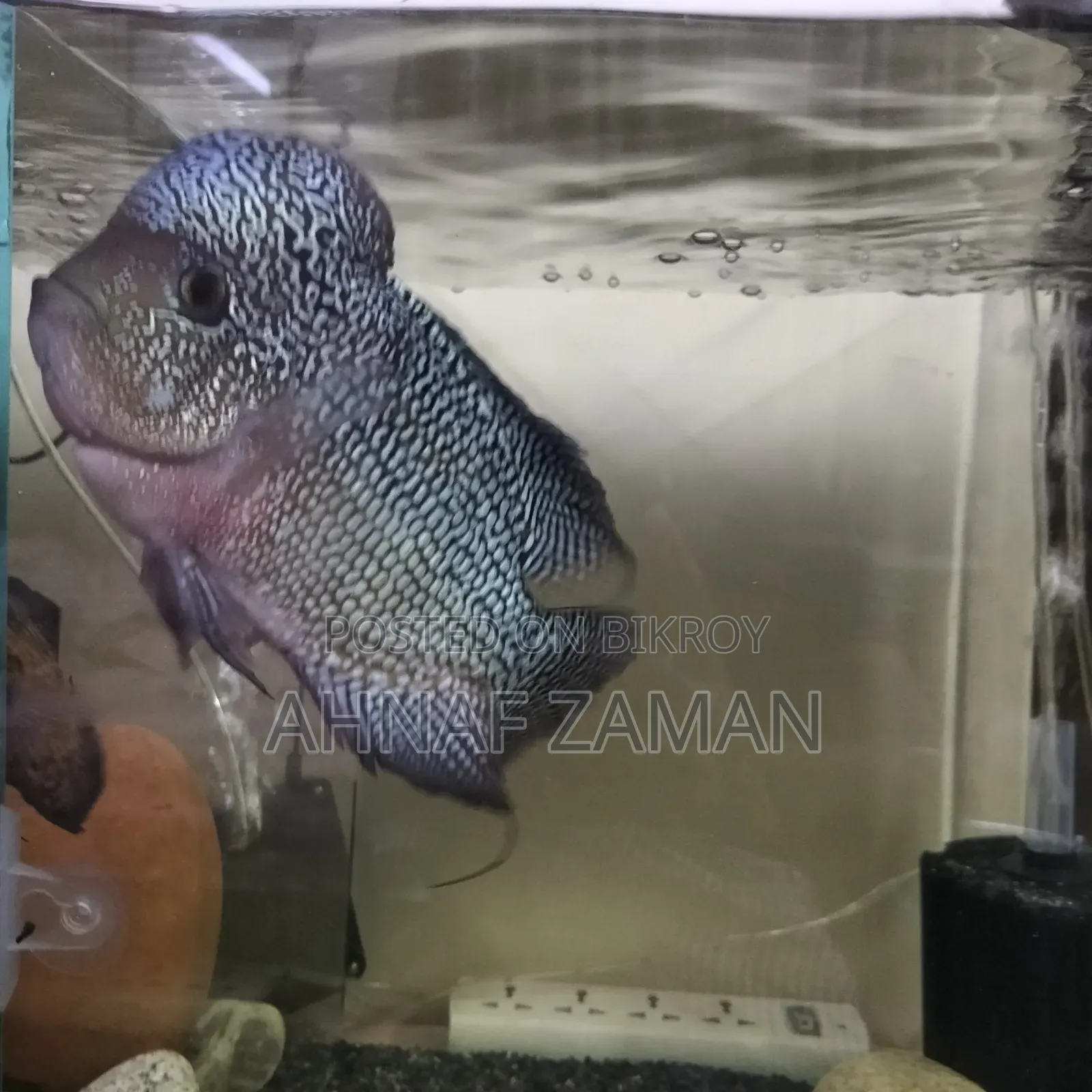 Flowerhorn Fish
