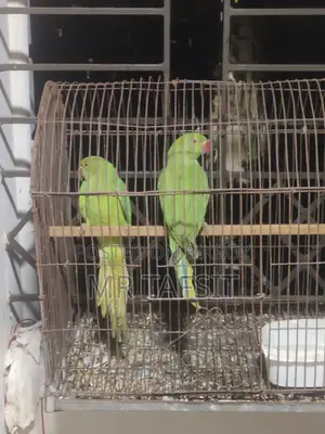 সবুজ টিয়া পাখি বিক্রয়ের জন্য