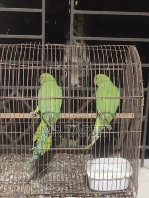 সবুজ টিয়া পাখি বিক্রয়ের জন্য