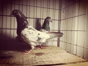Golden Pigeon 1 Pair Trusted 🕊️💖