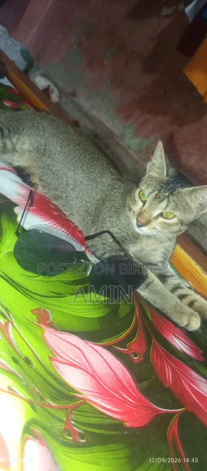 ১-৩ মাস বয়সী পুরুষ মিক্সড ব্রিড বেঙ্গল