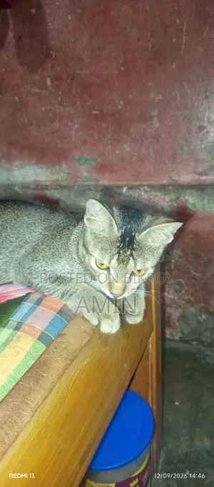 ১-৩ মাস বয়সী পুরুষ মিক্সড ব্রিড বেঙ্গল