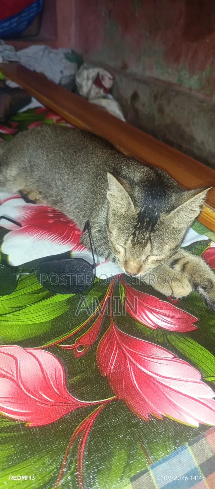 ১-৩ মাস বয়সী পুরুষ মিক্সড ব্রিড বেঙ্গল