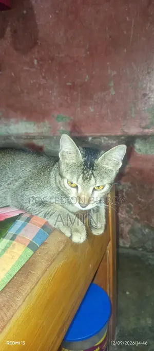 ১-৩ মাস বয়সী পুরুষ মিক্সড ব্রিড বেঙ্গল