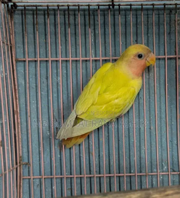 Peach Face Lutino Red Eye Female Urgent Sale