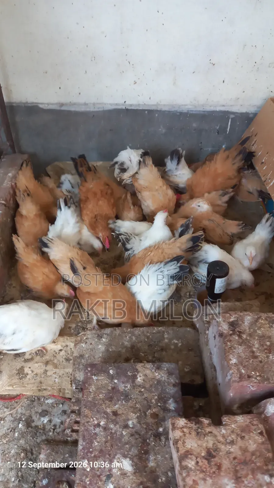 জাপানিজ ব্যান্থাম মোরগ মুরগি