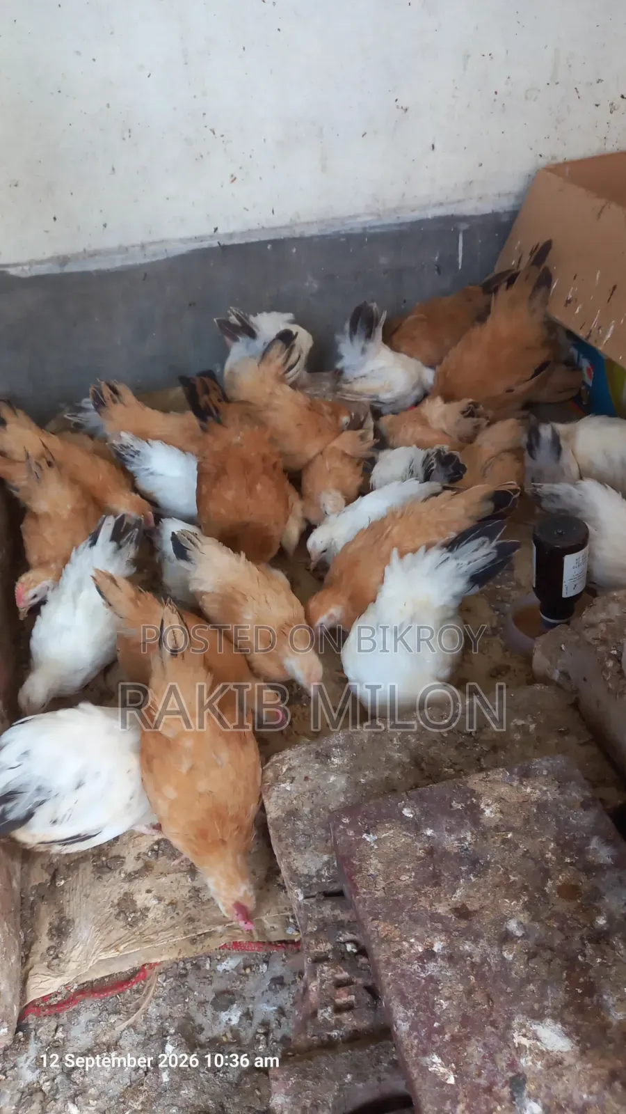 জাপানিজ ব্যান্থাম মোরগ মুরগি