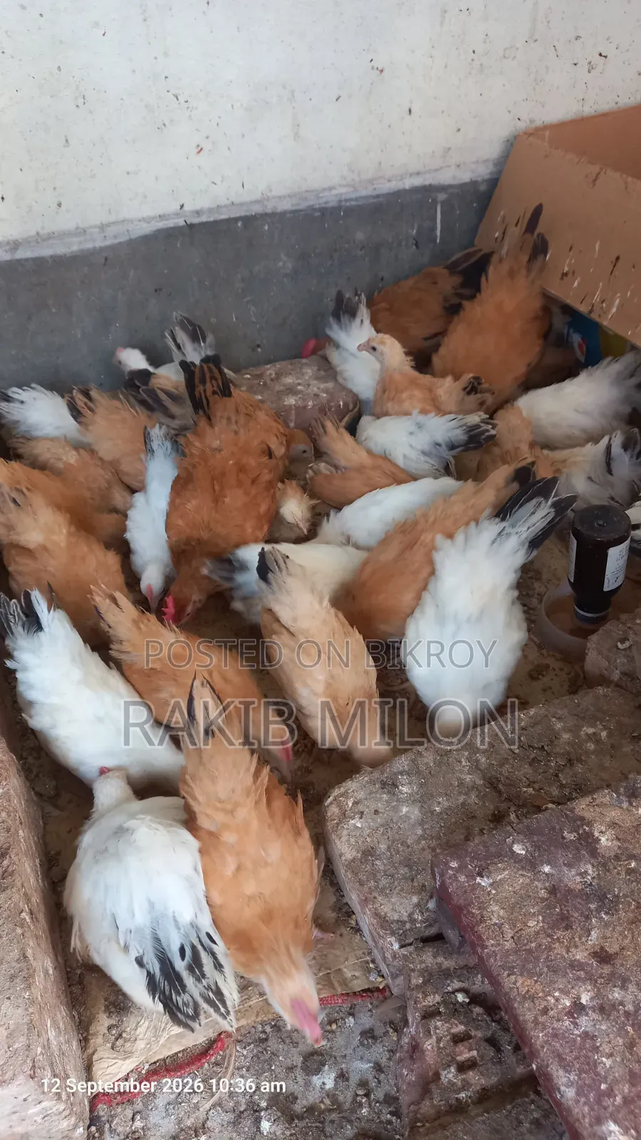 জাপানিজ ব্যান্থাম মোরগ মুরগি