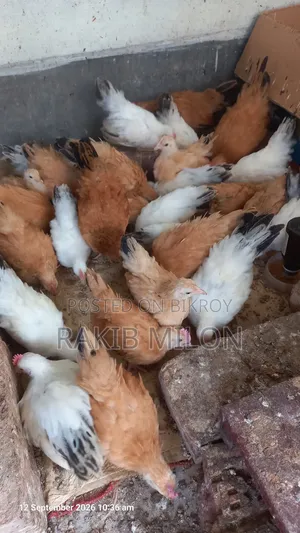 জাপানিজ ব্যান্থাম মোরগ মুরগি