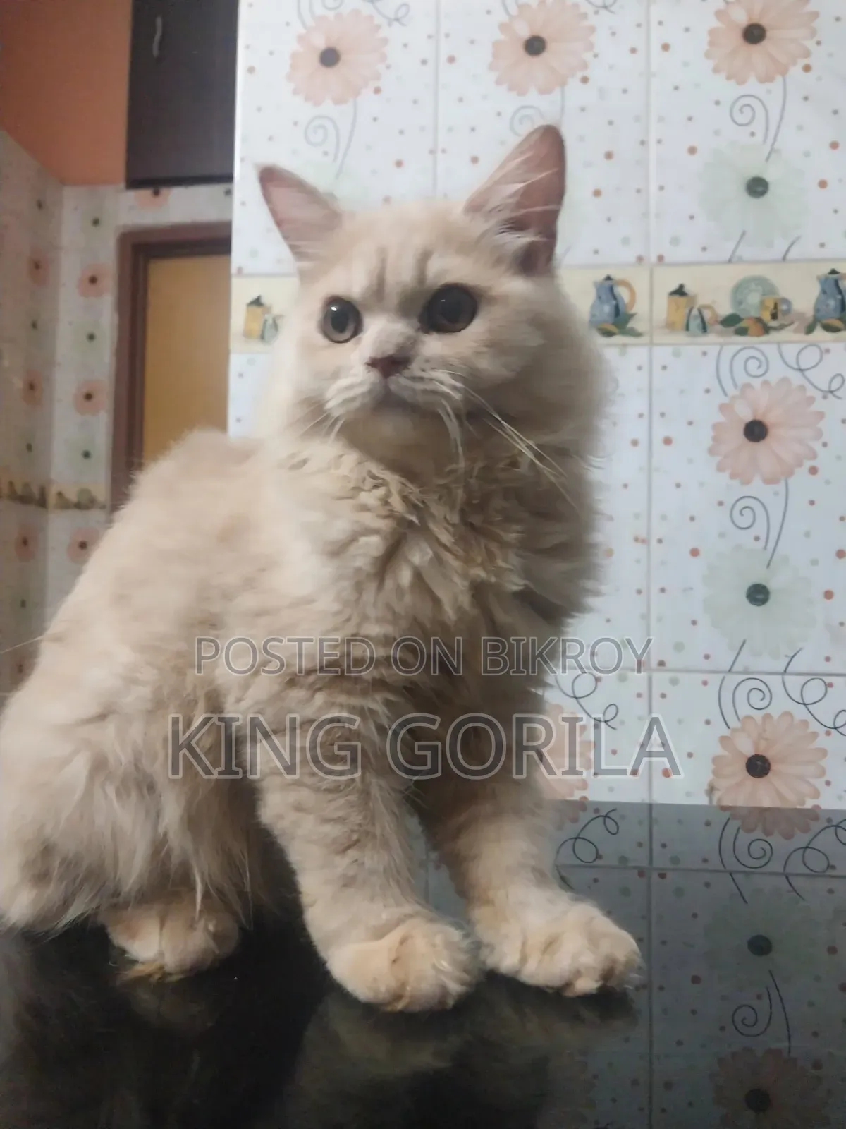 ৩-৬ মাস বয়সী নারী পিওর পার্সিয়ান