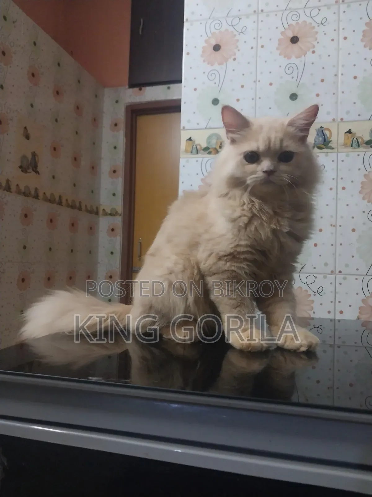৩-৬ মাস বয়সী নারী পিওর পার্সিয়ান