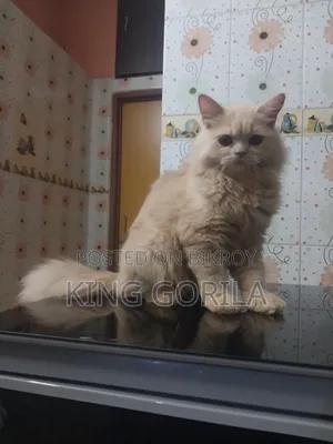 ৩-৬ মাস বয়সী নারী পিওর পার্সিয়ান