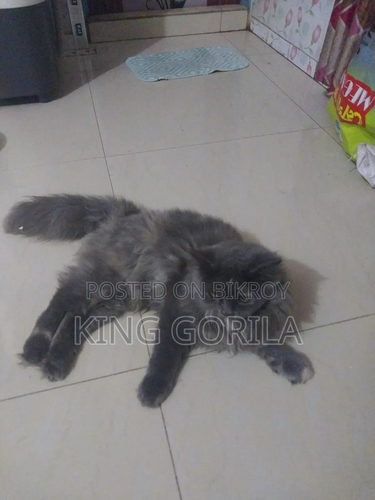৩-৬ মাস বয়সী নারী পিওর পার্সিয়ান