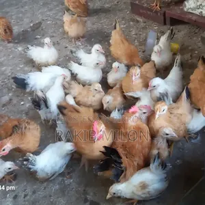 জাপানিজ ব্যান্থাম মোরগ মুরগি