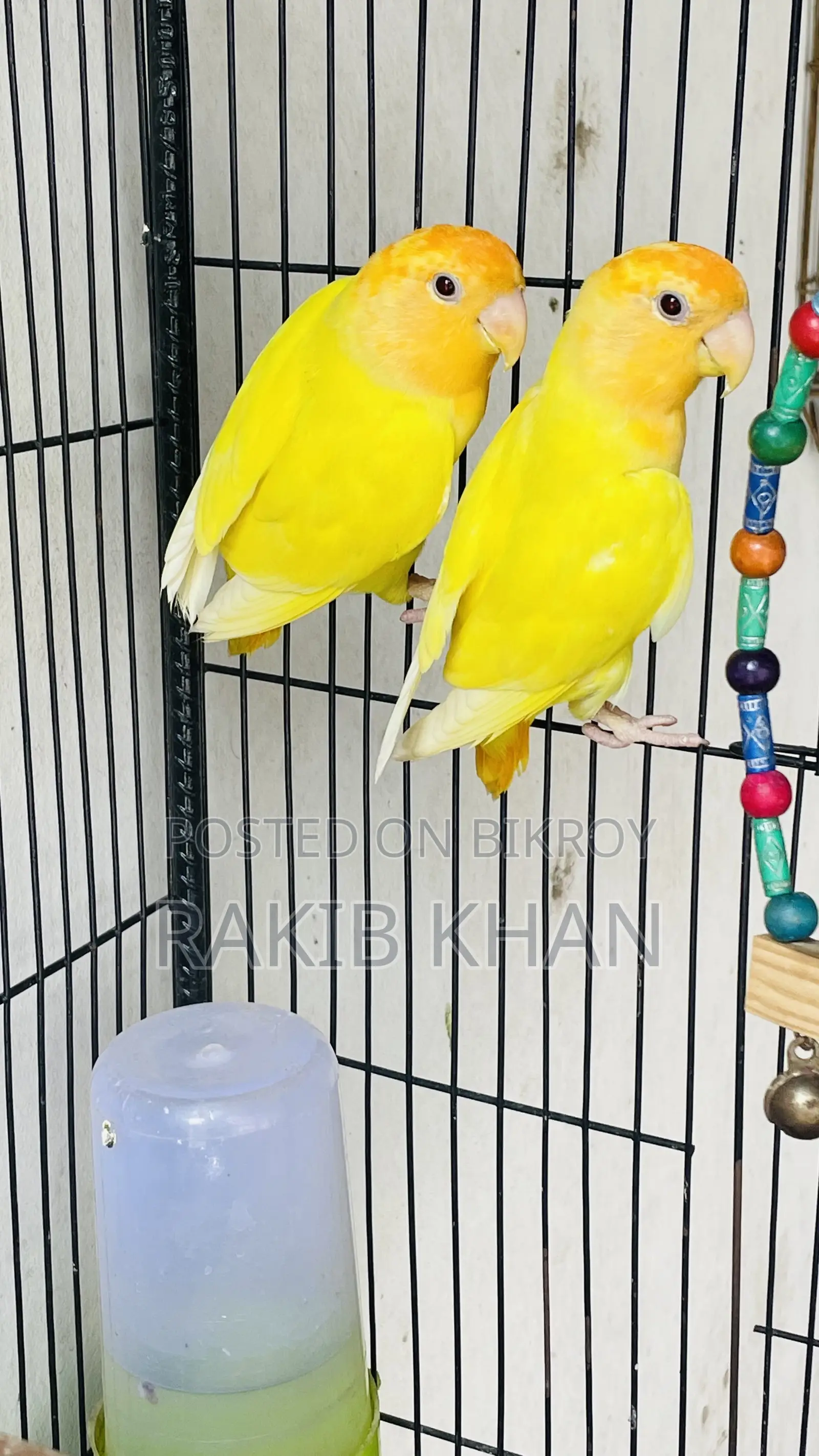 Love Birds