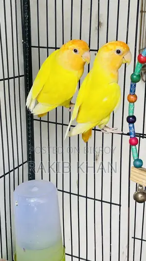 Love Birds