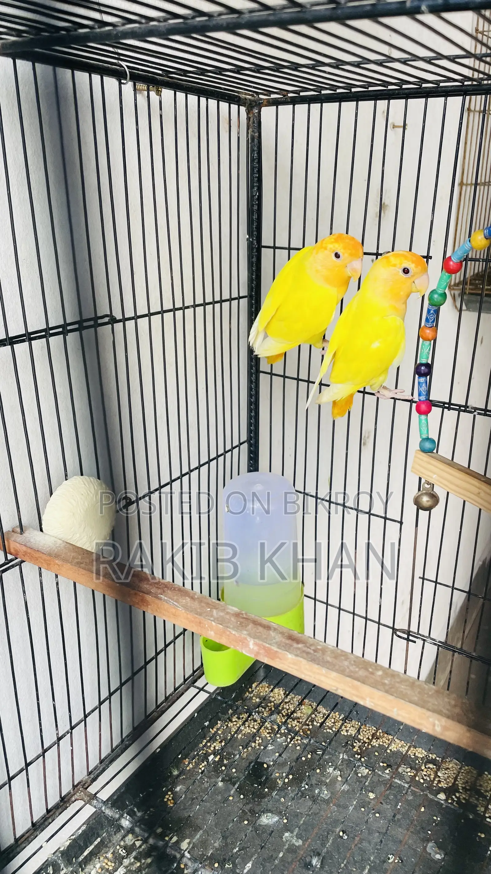 Love Birds
