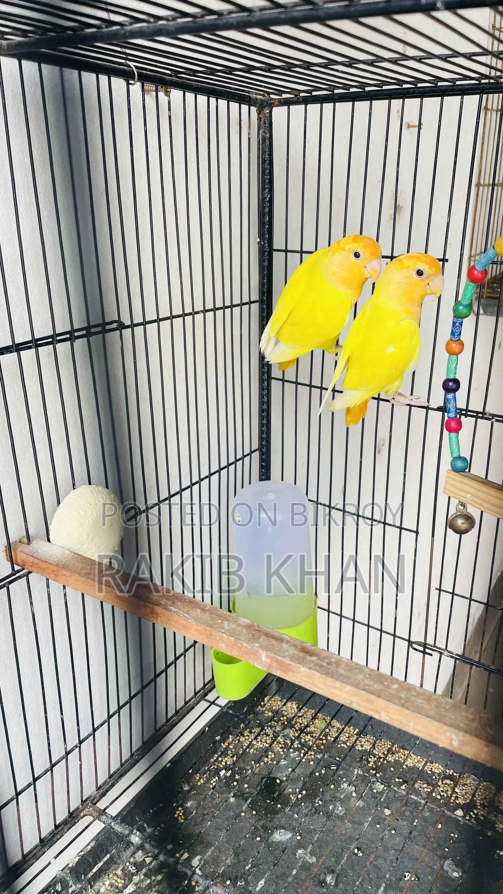 Love Birds