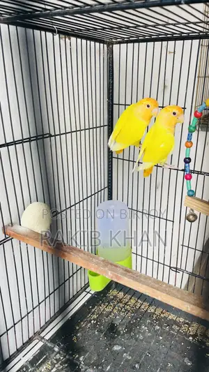 Love Birds