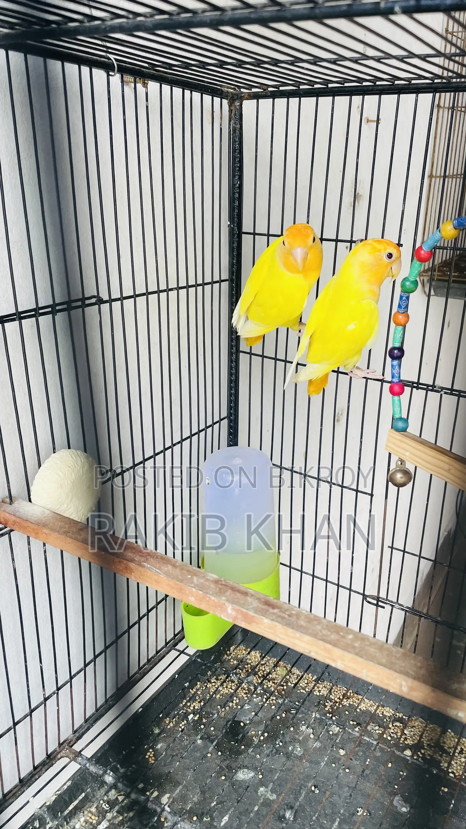Love Birds