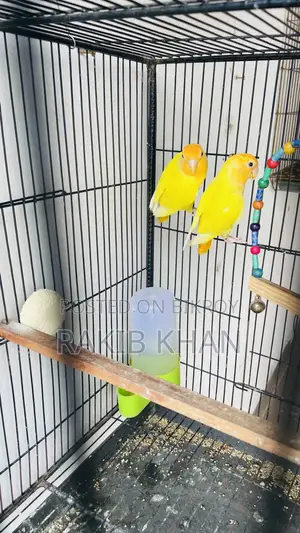 Love Birds