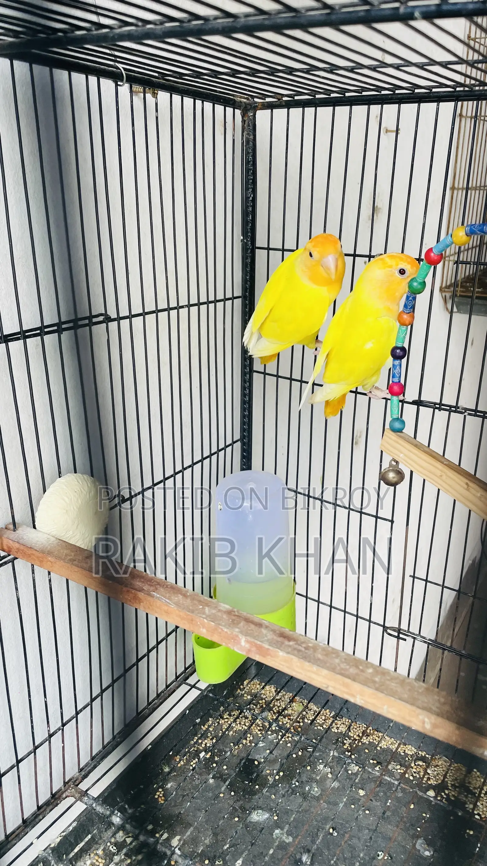 Love Birds