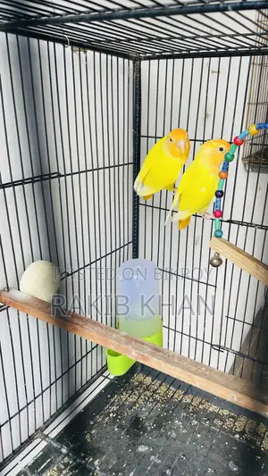 Love Birds