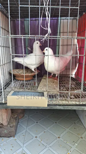 King Pigeon Pair