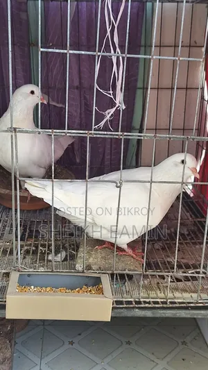 King Pigeon Pair