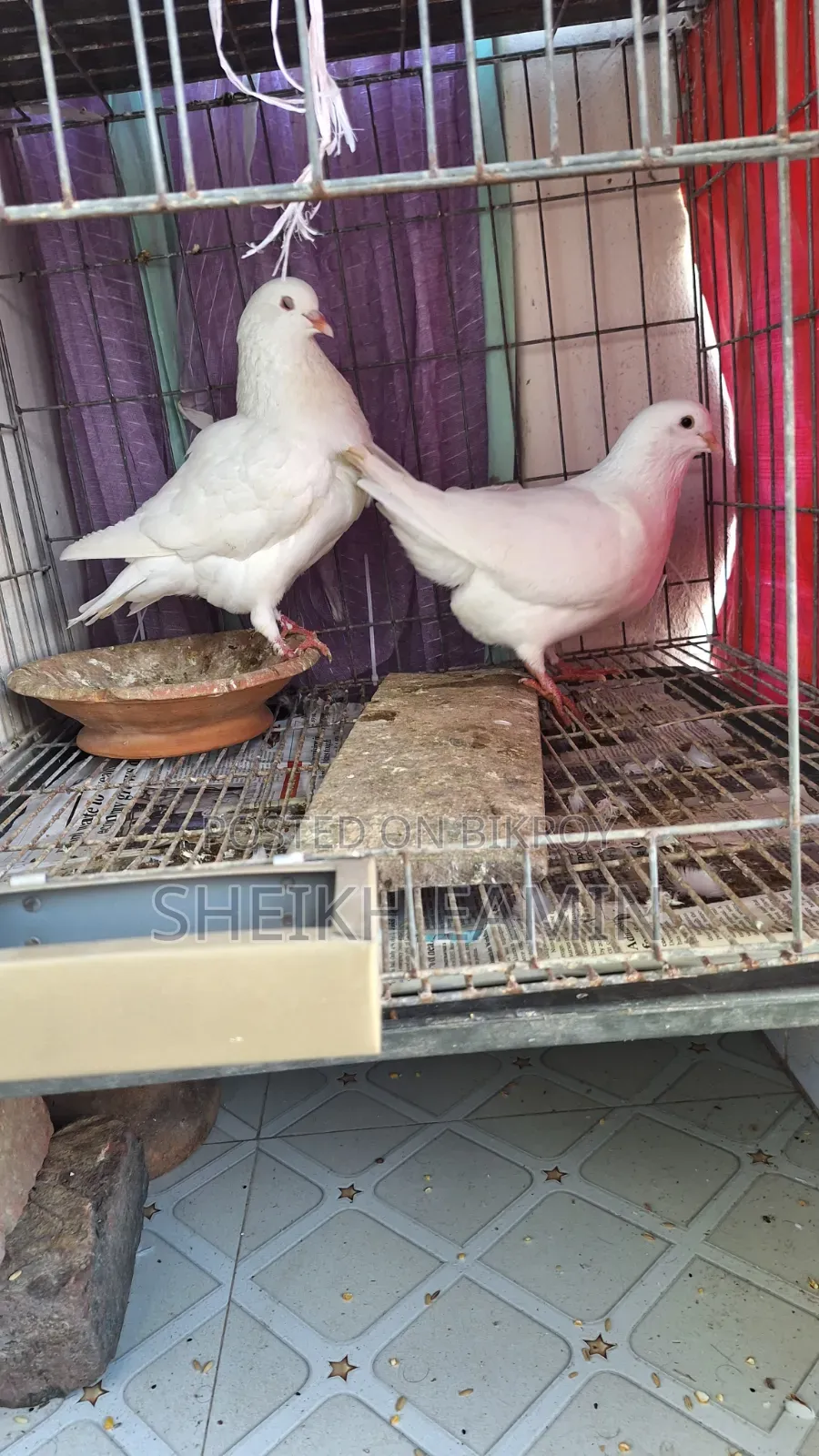 King Pigeon Pair