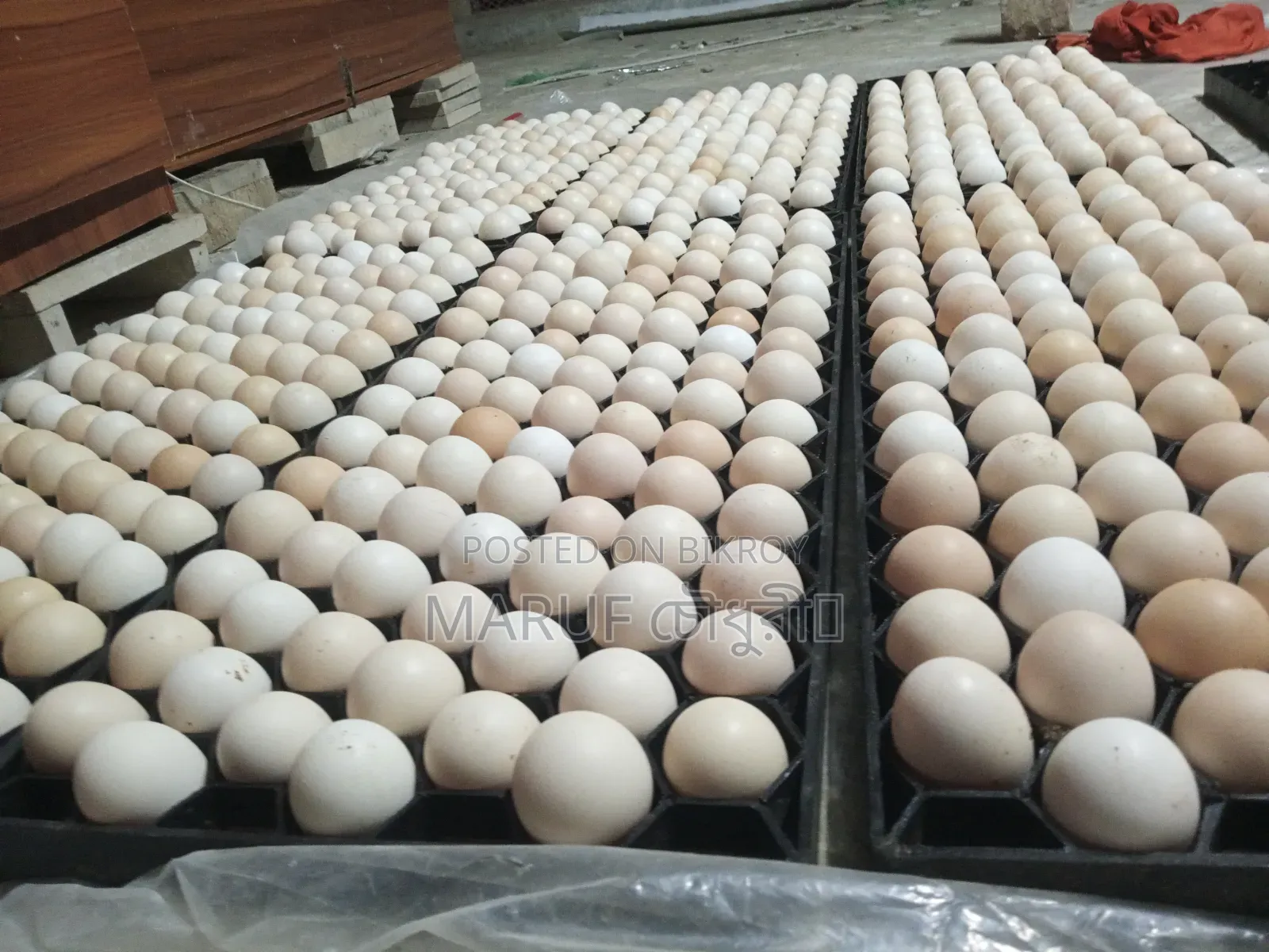 Egyptian Fayoumi Chicken Hatching Eggs