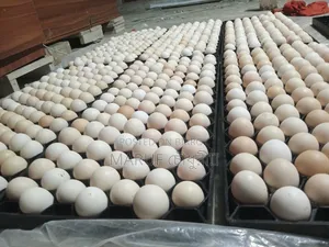 Egyptian Fayoumi Chicken Hatching Eggs