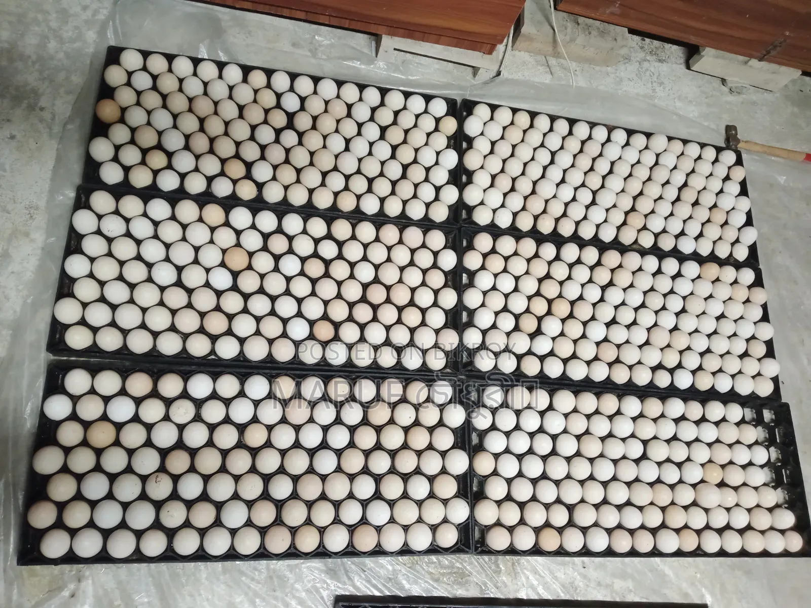 Egyptian Fayoumi Chicken Hatching Eggs