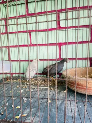 অ্যাডাল্ট কিং কোয়েল