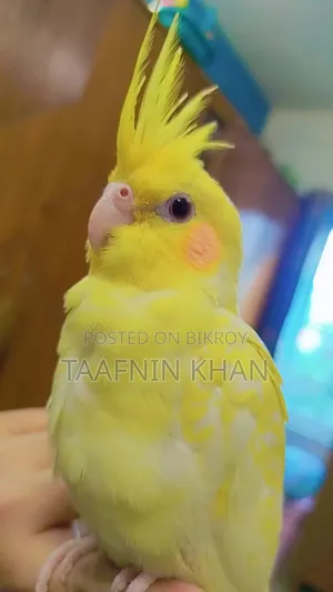 লুটিনো হেভি পার্ল
