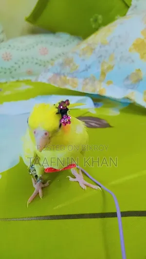 লুটিনো হেভি পার্ল